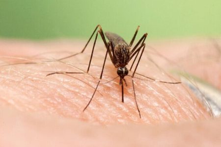 نخستین فرد مبتلا به تب دنگی در تهران شناسایی شد