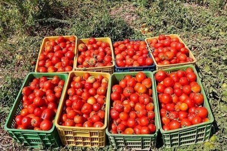 قیمت گوجه‌فرنگی ۴ برابر شد/ گوجه‌فرنگی دانه ای ۱۸ هزار تومان!