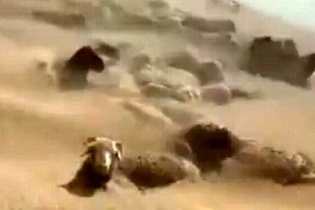 قیمت جدید دام‌زنده ۹ دی‌ماه ۱۴۰۳ اعلام شد/ گوسفند و گوساله ارزان شد