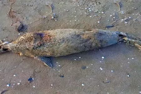 کشف فوک خزری در نور