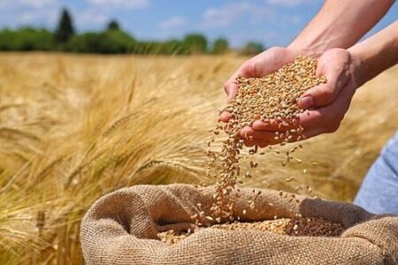 خبر مهم درباره قیمت جدید گندم/ این نرخ پیشنهادی برای هر کیلوگرم گندم رد شد