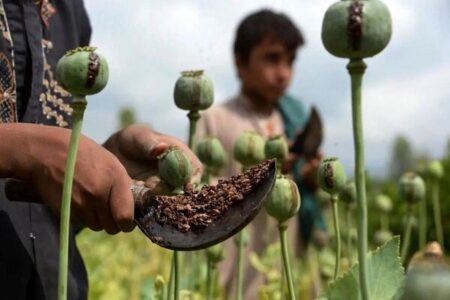 فروش خشخاش در عطاری‌ها قانونی است؟