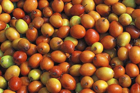 فواید «کُنار» برای آرام کردن قلب
