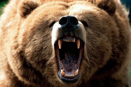 حمله خرس به دو محیط‌بان/ درخواست بالگرد برای انتقال مجروحان