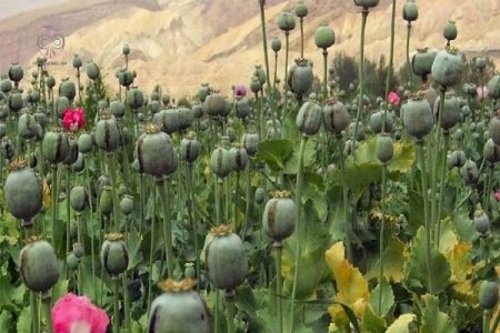 بریم خشخاش بکاریم»؛ چرا این جمله به سوژه داغ کاربران ایرانی تبدیل شد؟