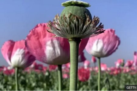 پروژه جدید دولت برای تولید مورفین در ایران
