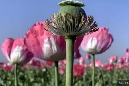 «شقایق اولیفرا» چیست، این گیاه قرار است جای تریاک قاچاق را بگیرد؟